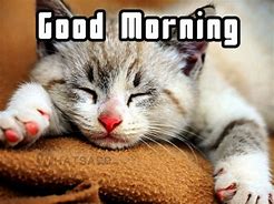 Image result for Good Morning Cat Meme