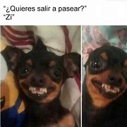 Image result for Memes De Perros Graciosos