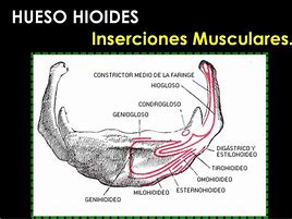 Image result for hioideo