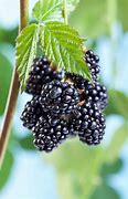 Image result for Apple Leaf Tiny Blackberries Tree