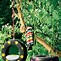 Image result for DIY Rope Swing