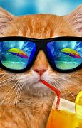 Image result for Swag Cat