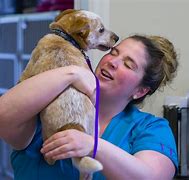 Image result for Veterinary ER