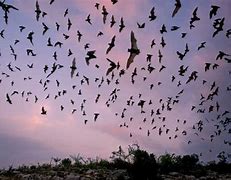 Image result for Lots of Bats Flying