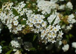 Image result for Shrub with White Flowers in Spring