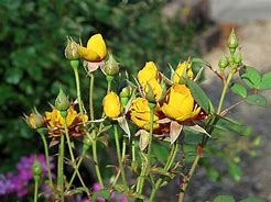 Image result for Beautiful Yellow Garden Roses