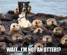Image result for Otter Cool Meme