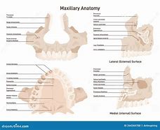 Image result for Upper Jaw Anatomy