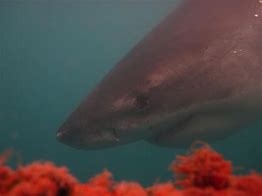 Image result for Great White X-ray