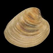 Image result for Quahog Size Chart