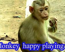 Image result for Funny Monkey Jokes