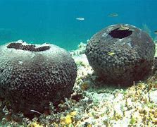 Image result for Sea sponge sneezing
