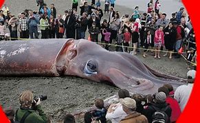 Image result for Biggest Sea Creature Ever Found