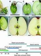 Image result for Cell Components of an Apple