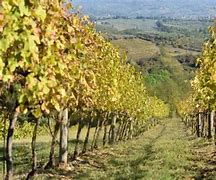 Image result for Podere Ema Fogliatonda Toscana