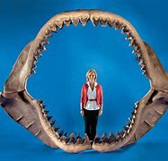 Image result for Biggest Megalodon Ever Found