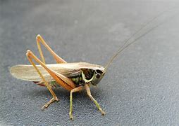 Image result for Cricket Spirit Animal
