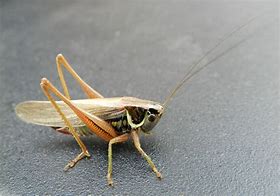 Image result for Cricket Bug Eat