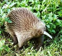 Image result for Real Life Knuckles Echidna