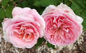 Image result for Rose New Zealand Gardener