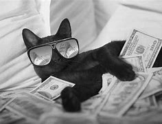 Image result for money cats memes