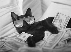 Image result for money cats memes