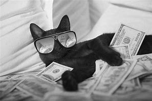 Image result for Money Funny Cat Memes