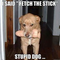 Image result for Dumb Dog Memes