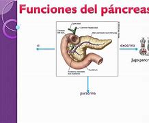 Image result for Funcion Del Pancreas