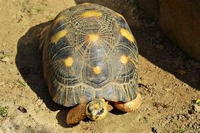 Image result for Yellow Tortoise