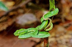 Image result for Pope's Pit Viper