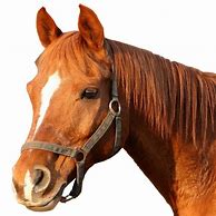 Image result for Transparent Horse Bridle