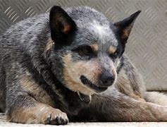 Image result for Bandit Dog