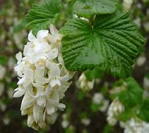 RIBES SANGUINEUM WHITE ICYCLE 的图像结果