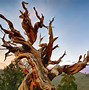 Image result for 4000 Year Old Tree Name