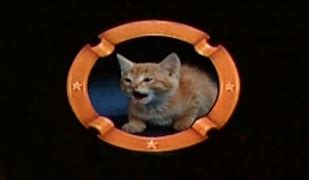Image result for MTM Kitten Logo