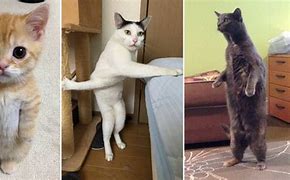 Image result for Standing Baby Cat Meme