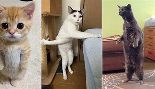 Image result for STANDING Cat He Grew Up Meme
