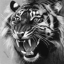 Image result for Roaring Tiger Head Drawing
