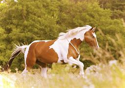 Image result for Painted Horse