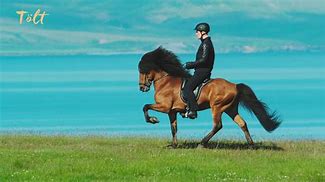 Image result for Icelandic Horse Gaits