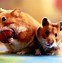 Image result for Hamster Wallpaper HD
