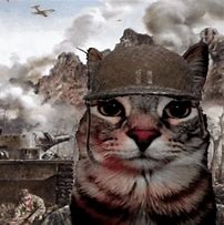 Image result for Cat with War Helmet