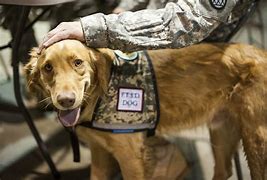 Image result for Dogs PTSD detection