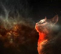 Image result for Black Cat Space Wallpaper