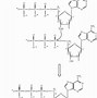 Image result for DNA Packaging Diagram