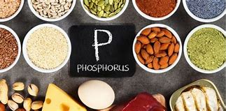 Image result for Foods with Phosphorus
