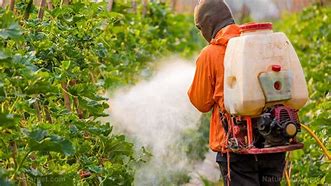 Image result for Soil Pesticide