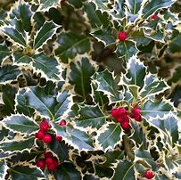 Image result for Ilex aquifolium Rubricaulis Aurea