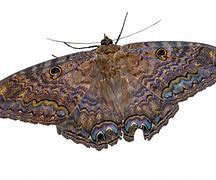 Image result for Witch Moth
